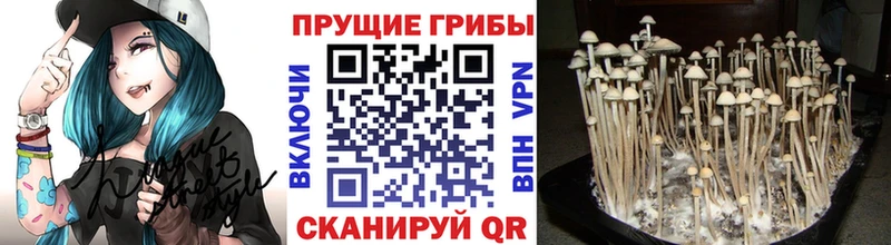 Галлюциногенные грибы Psilocybe  купить наркотик  Зерноград 